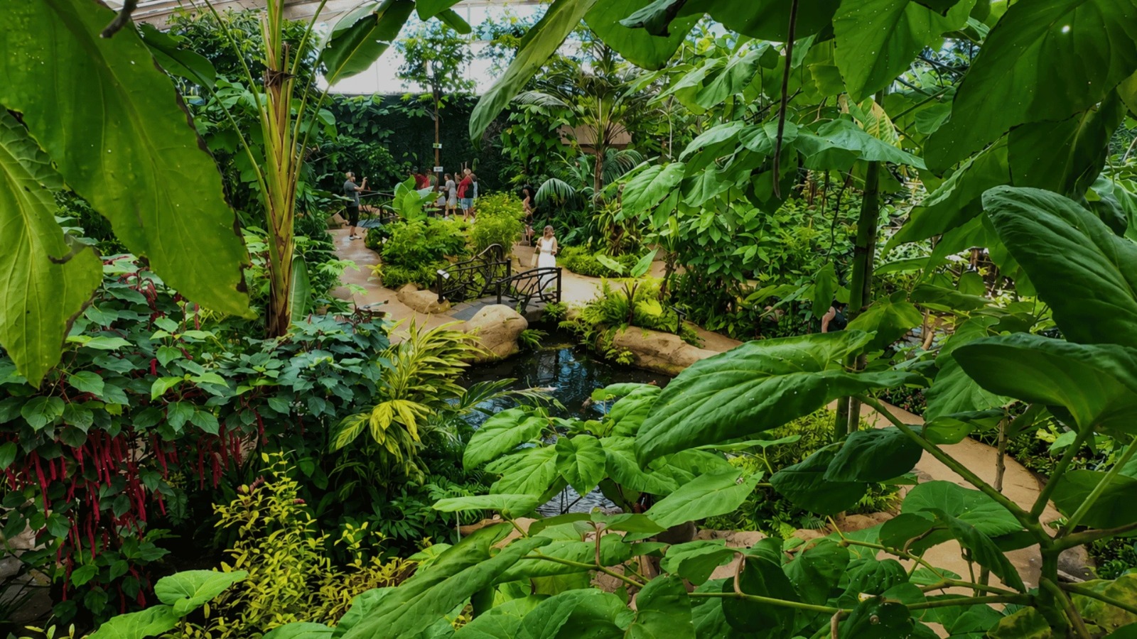 Selva tropical de Monowa